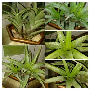 Tillandsia secunda
