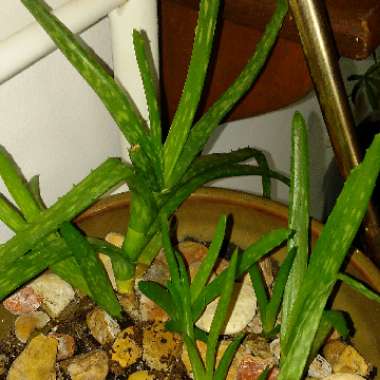 Aloe