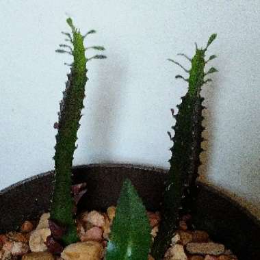 Euphorbia trigona rubra
