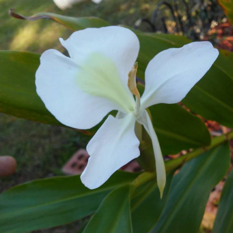 plant image 577285 plant image 577285