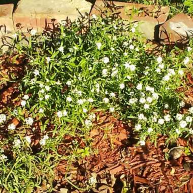 Lobularia maritima  syn. Alyssum maritimum