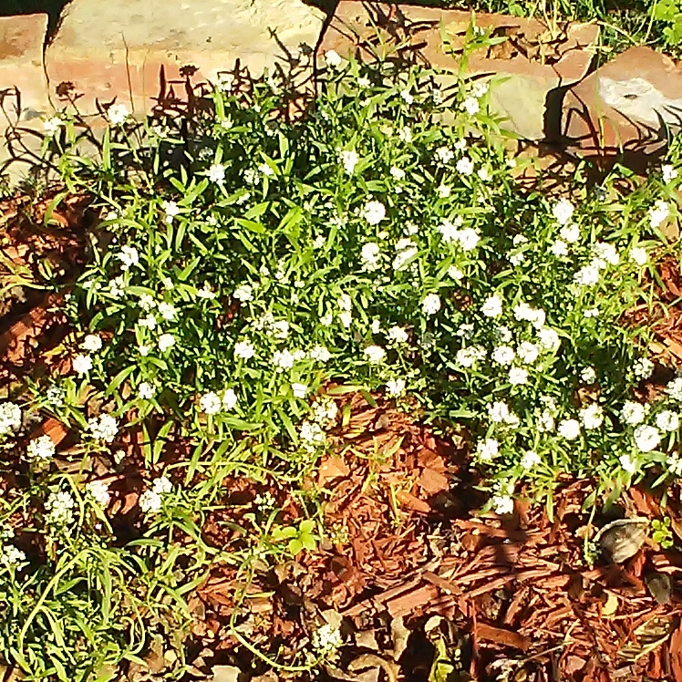 plant image 577808