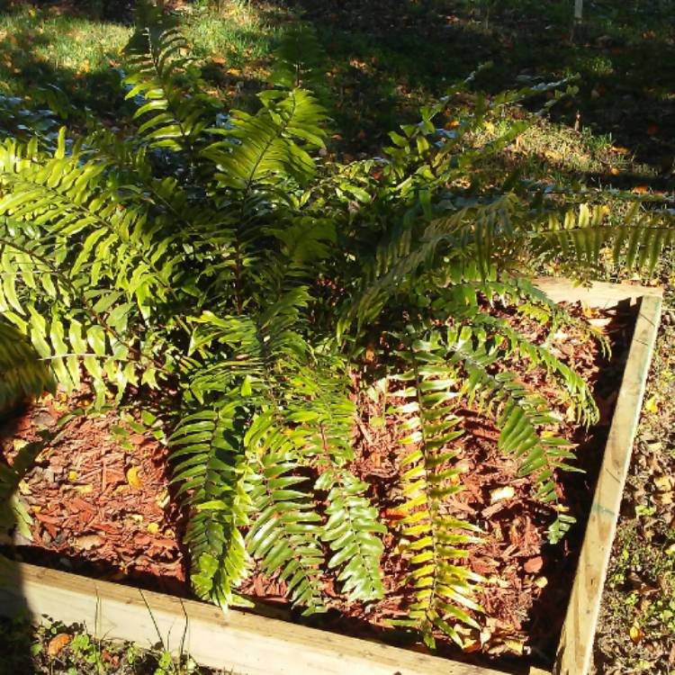 plant image 577824 plant image 577824