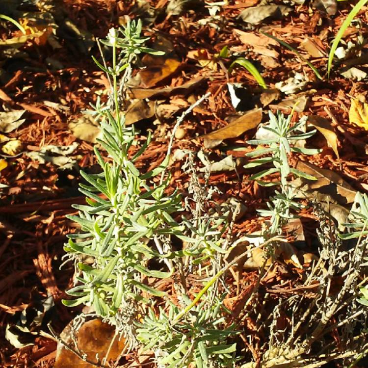 plant image 577838