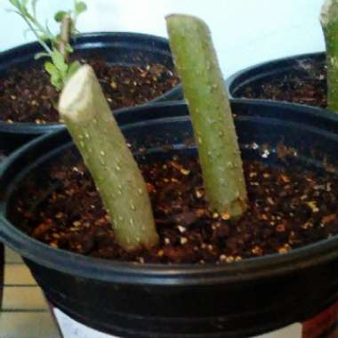 Brugmansia 'Sunray'