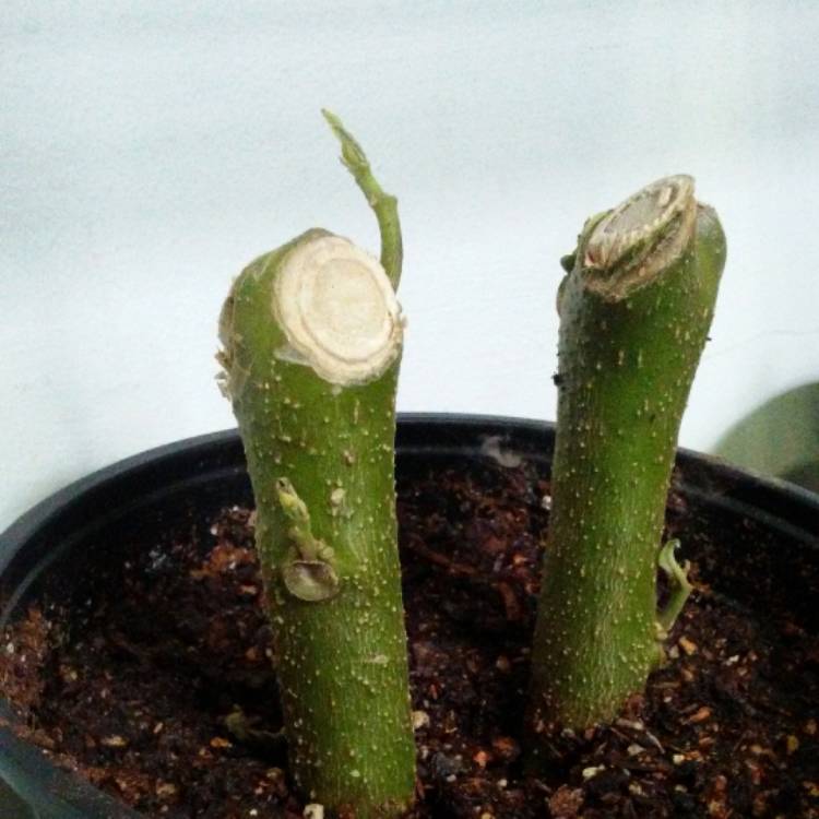 plant image 581599