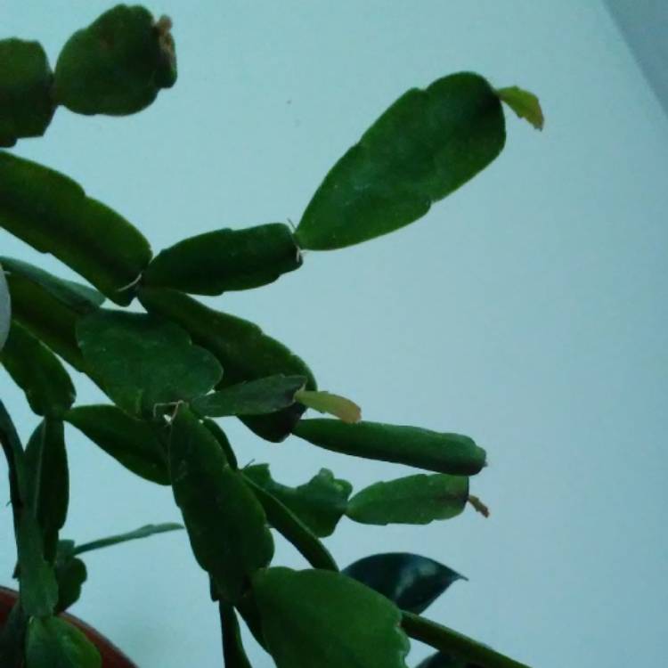 plant image 584063 plant image 584063