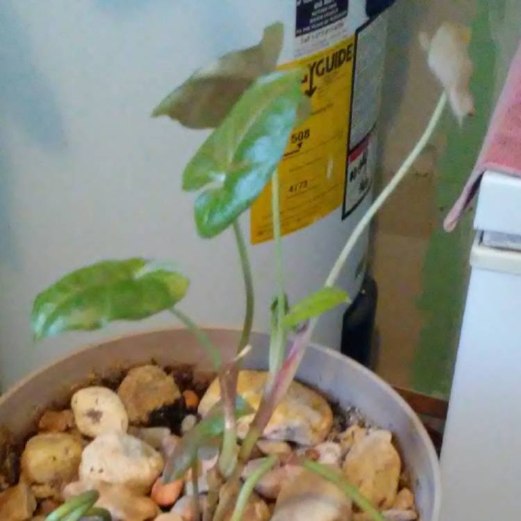 plant image 584076