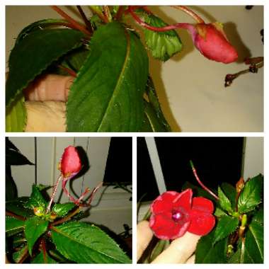 Impatiens hawkerii