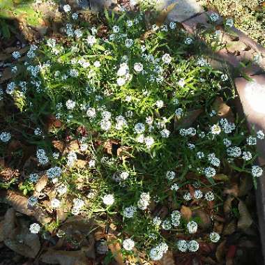 Lobularia maritima  syn. Alyssum maritimum