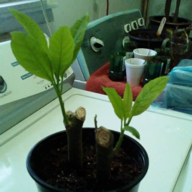 plant image 586124