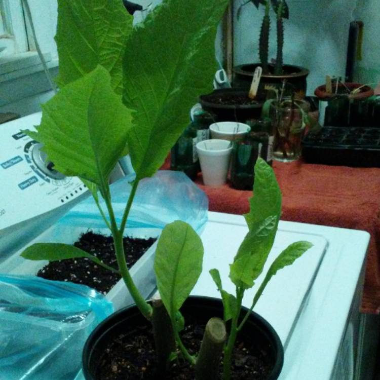 plant image 586132