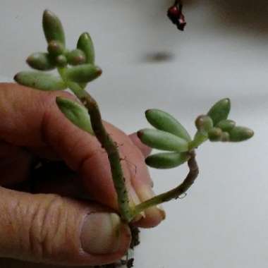 Sedum Rubrotinctum 'Aurora'