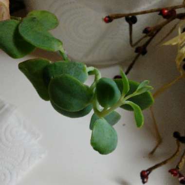 Kalanchoe Bracteata