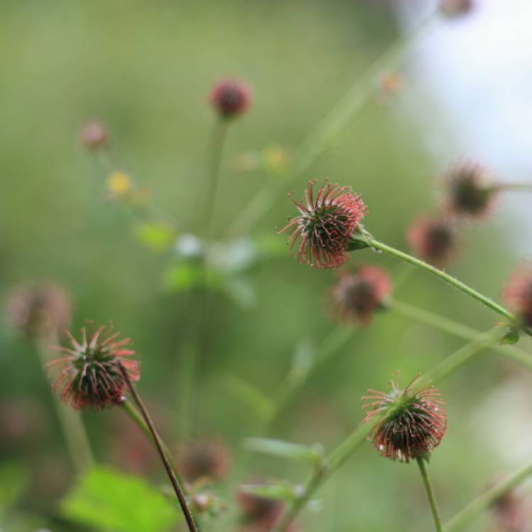Plant image Geum Urbanum