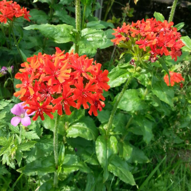plant image 480467