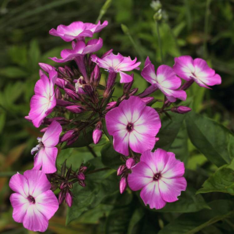 Plant image Phlox paniculata 'Flame Purple Eye'