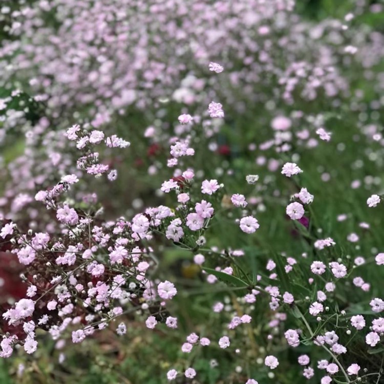 Plant image Gypsophila paniculata 'My Pink'