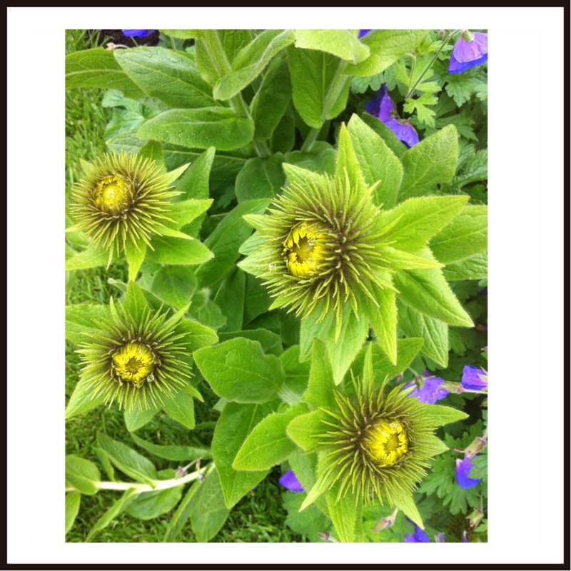 Plant image Inula Orientalis