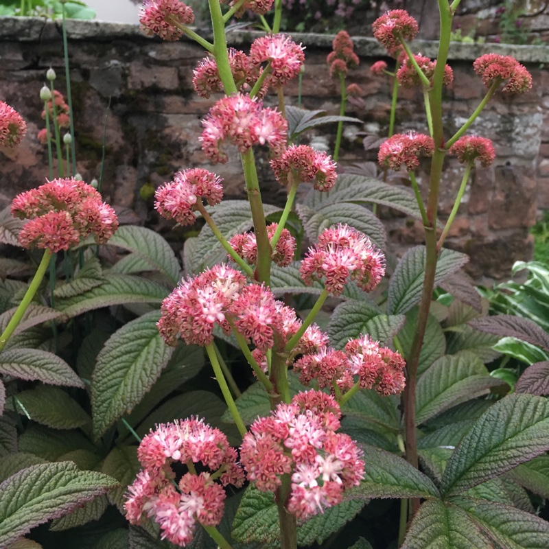 plant image 129595