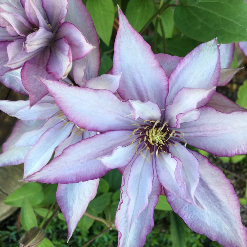 Plant image Clematis 'Samaritan Jo'™ evipo075