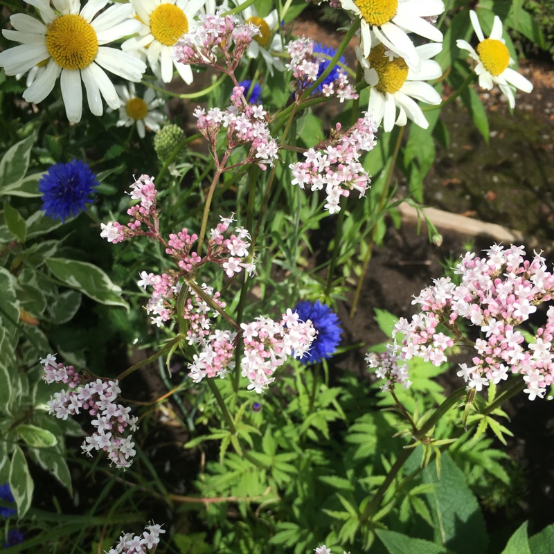 Plant image Valeriana officinalis