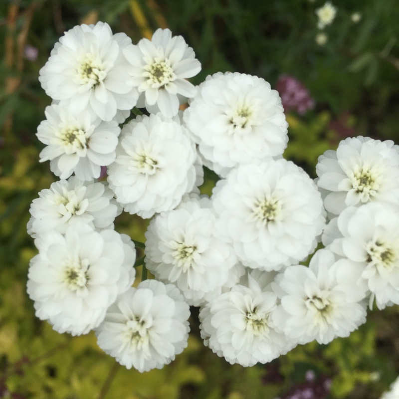 Plant image Achillea ptarmica 'The Pearl'