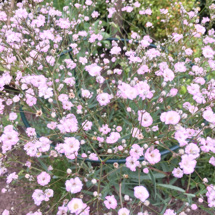 Plant image Gypsophila repens 'Rosea Schonheit'