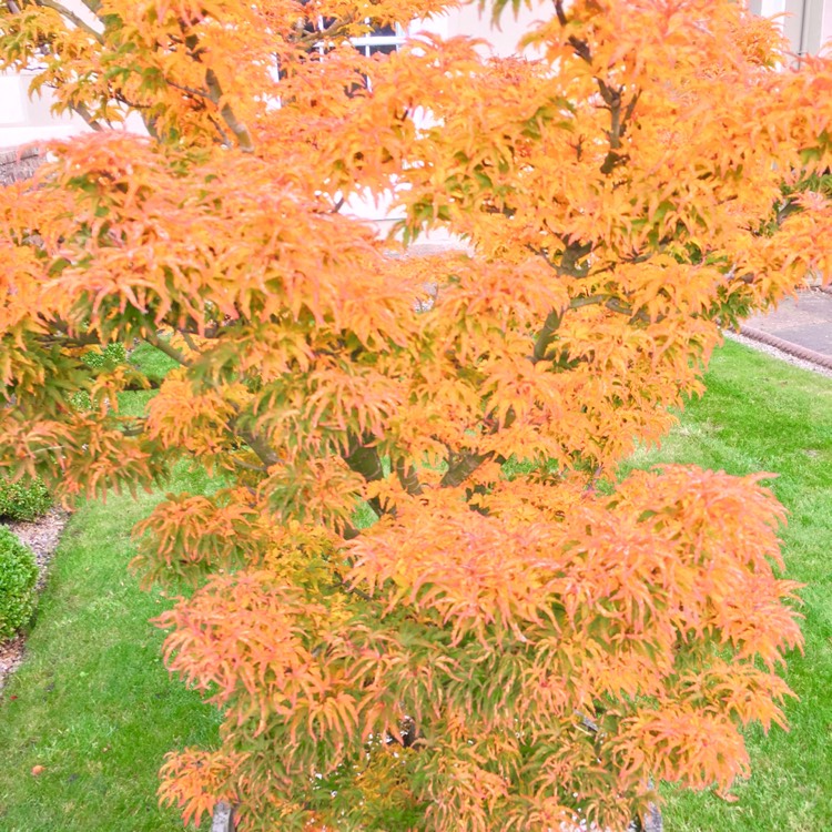 Plant image Acer Palmatum 'Koto Hime'