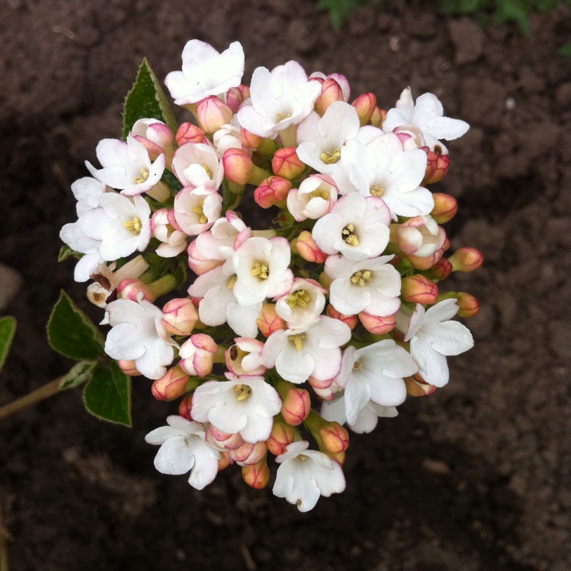Plant image Viburnum x burkwoodii 'Anne Russell'