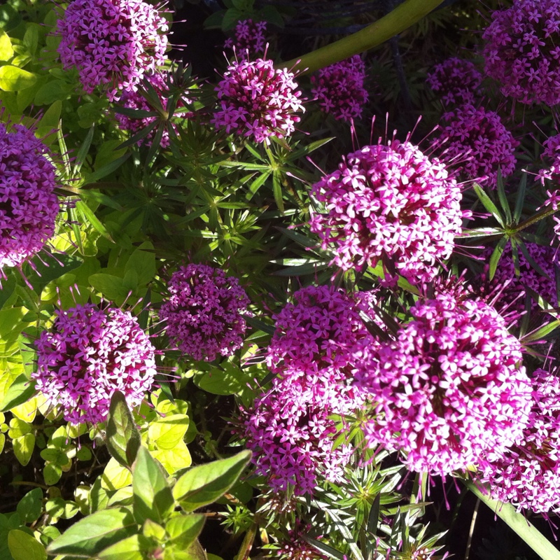 plant image 69514