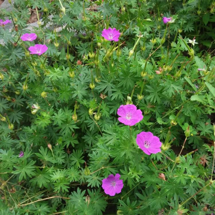 Plant image Geranium sanguineum 'Vision Light Pink' (Vision Series)