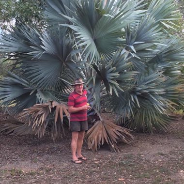 Bismarck Palm