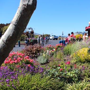 ACS's garden