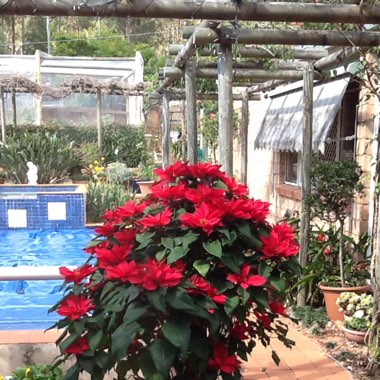 ACS's garden