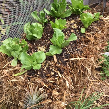 ACS's garden