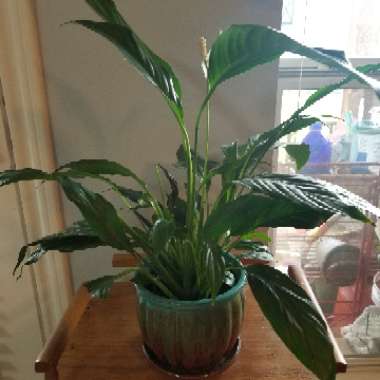 Peace Lily