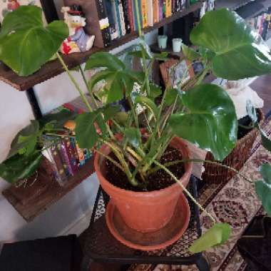 Swiss Cheese Plant
