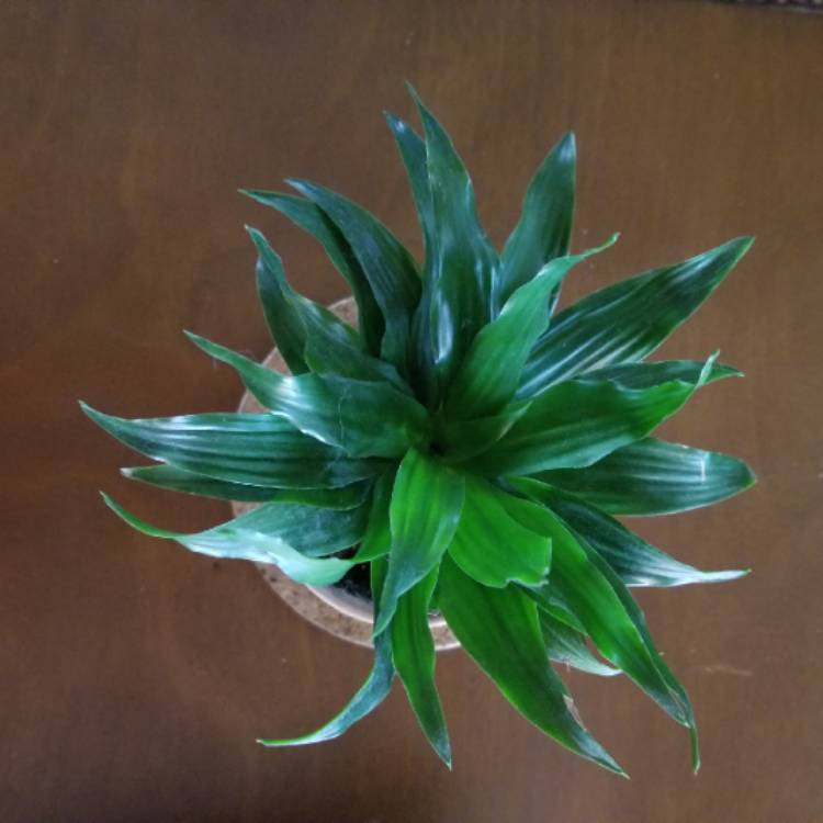 plant image 728856 plant image 728856