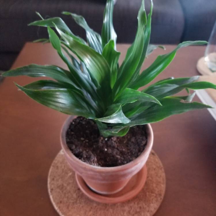 plant image 728857 plant image 728857