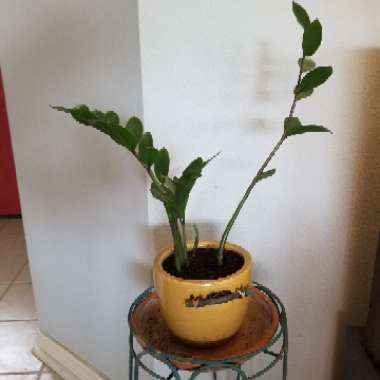 ZZ Plant
