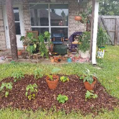 Stormie's garden
