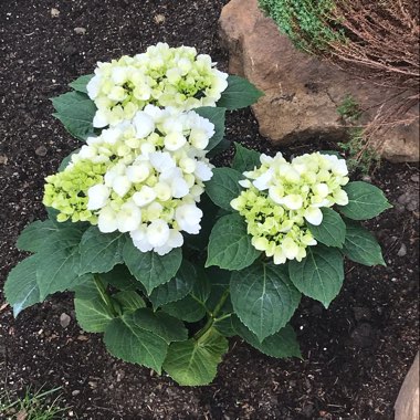 Hydrangea