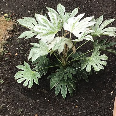 Japanese Aralia 'Spider's Web'