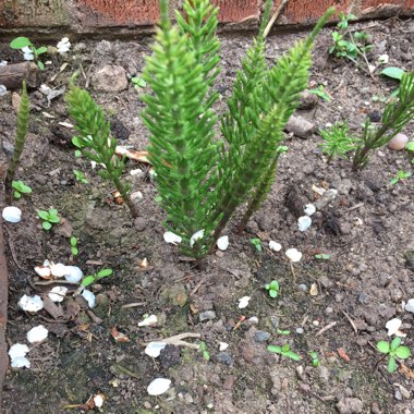 Adam's garden