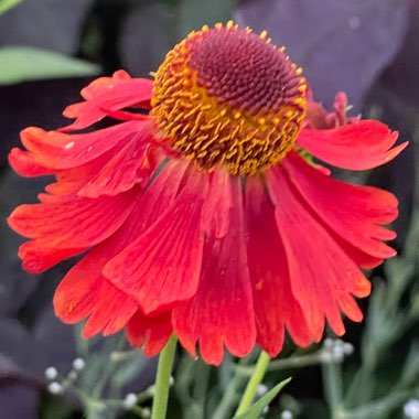 Angie's garden