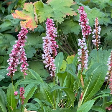 Angie's garden