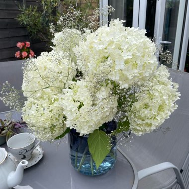 Angie's garden