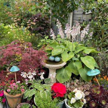 Angie's garden