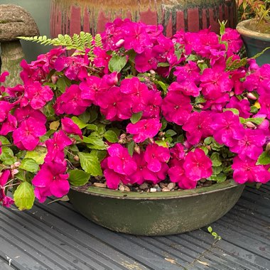 Angie's garden
